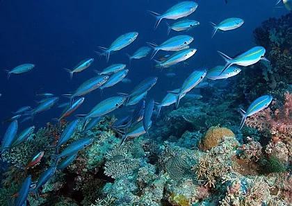 Marine environment